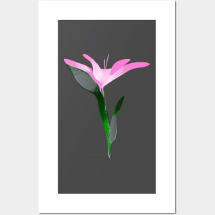 Aqua Lily Posters and Art